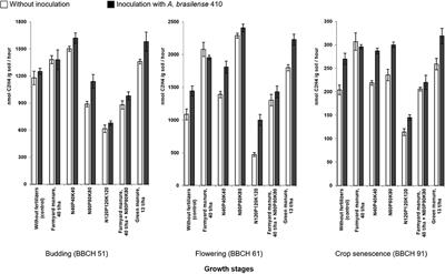 Biological Nitrogen Fixation and Denitrification in Rhizosphere of Potato Plants in Response to the Fertilization and Inoculation
